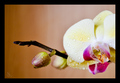 fragile beauty