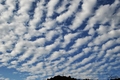 altocumulus