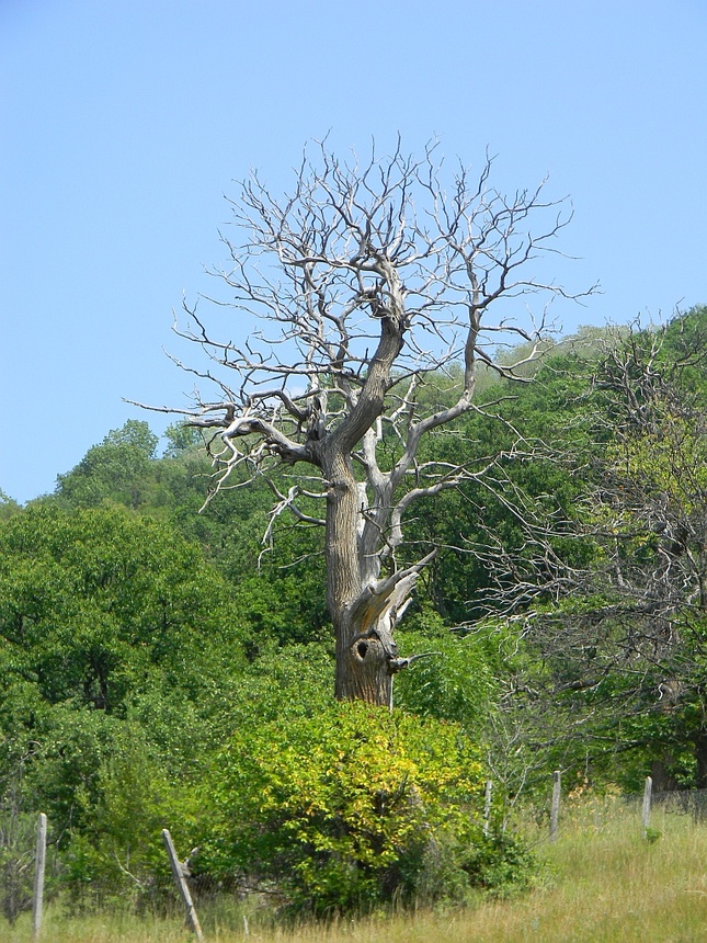 Suchý strom