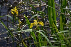 iris