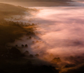 inverse purple morning ...