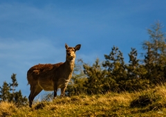 Daniel škvrnitý ... II