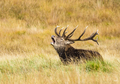 autumn king ... V