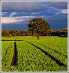 Jesenné zelené pole ...