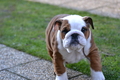 Anglický buldog