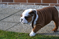 Anglický buldog
