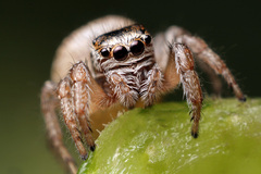 Evarcha arcuata