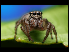 Evarcha arcuata