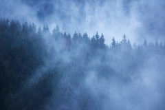 Lesné hmly