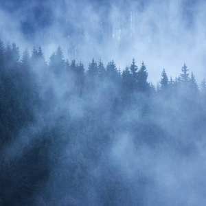 Lesné hmly