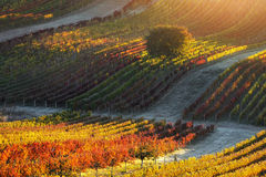 Farby jesene Južnej Moravy