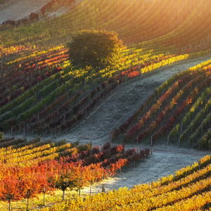 Farby jesene Južnej Moravy