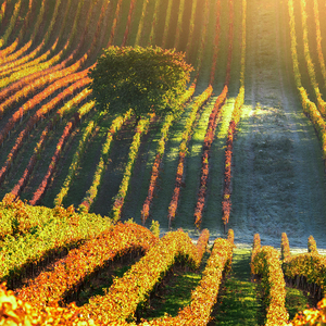 Jesenné ráno vo vinici