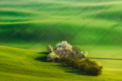 Na zalených poliach