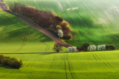 Strážovické mirabelky