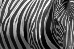 Zoo