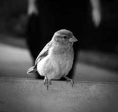 Velmo trpezlive vtaca