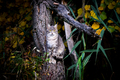 Čistý "wildlife" - Felis catus