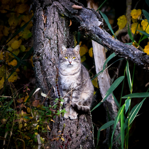 Čistý "wildlife" - Felis catus