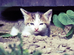 Lovec niekolkodnovy :)