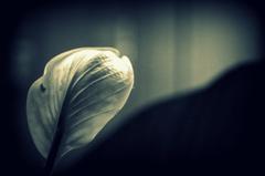 Intimno