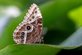 Morpho peleides