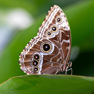 Morpho peleides