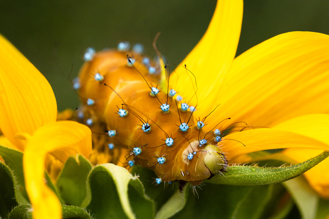 Okáň hruškový (Saturnia pyri)