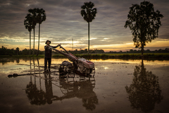 ranne vtaca dalej doorie