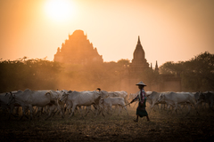 Pastviny v Bagane