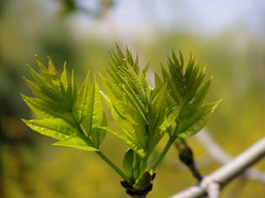 výhonok