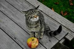 Katze