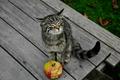 Katze
