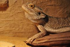 Agama