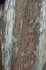 Cesta