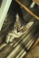 kittie