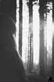 sunshine in forest