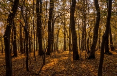 V jesennom lese