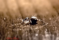 Macro