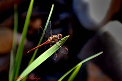 dragonfly