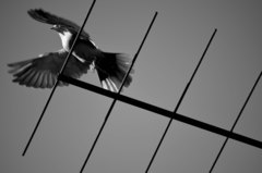 freedom