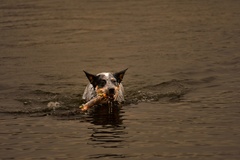 Bratislava Petržalka- Dunaj