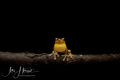 Litoria peronii