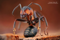 Mravec hôrny  (Formica rufa)