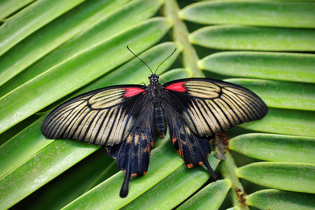 Tropický motýľ