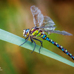 Anax imperator (Šidlo kráľovské)