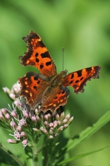 Bábočka Zubkatokrídla