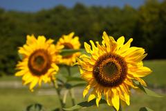 sun