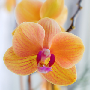 Orchidea