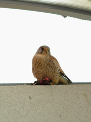 Návštevník na balkóne